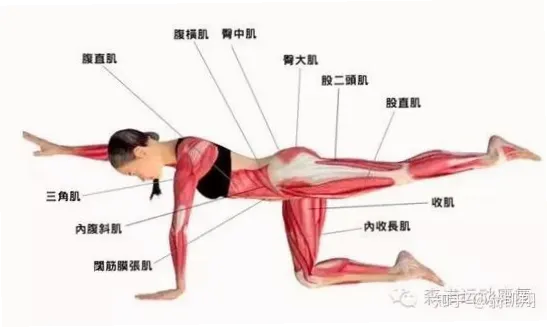 如何借助核心力量克服阻力？放慢节奏带动腹部髋部下沉